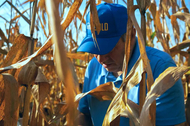 Agricultural brand photo shoot in a cornfield